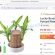 Lucky Brazil Wood Potted Plant Maynonline.com scam